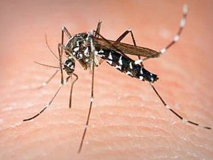בעיריית יבנה נערכים לקיץ: הדברה נגד יתושים והסברה לתושבים