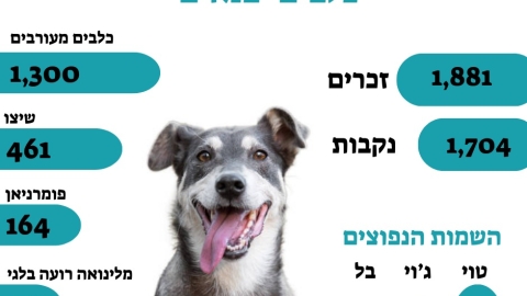 כלבים ביבנה (1).jpeg