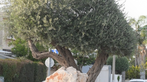 טקס נספים מסודן 2026 (7).jpeg